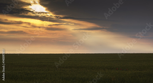 Cloudy evening on a field with cereals