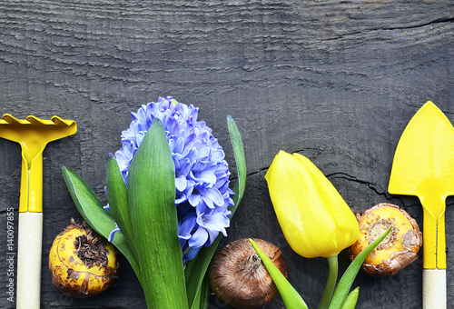 Valokuva Blue hyacinth,yellow tulip,gardening tools and gladioli bulbs on old wooden background