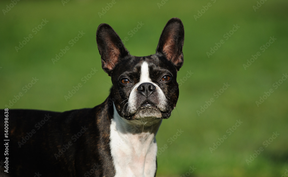 Head shot of Boston Terrier dog against green grass