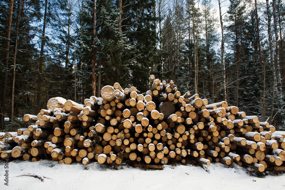 Laid the Felled trunks of trees prepared for export in the forest winter. Stacked in stacks of sawn forest covered with snow. Industrial logging of pine trees. Nature is used by people.