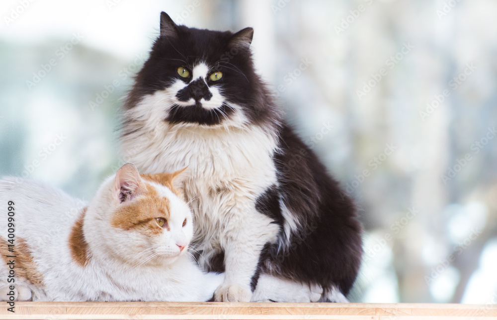 Two cats relaxing together. Animal friendship. Two cats relaxing together. Animal friendship.