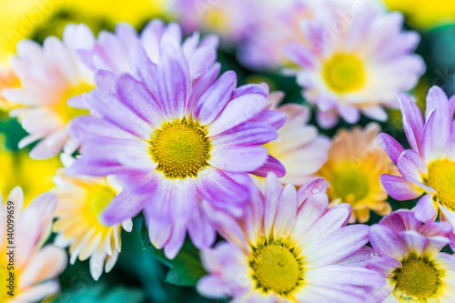 Purple daisy bouquet with yellow center