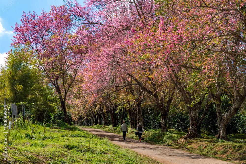 Wild Himalayan Cherry or sakura on road at Chiang Mai Thailand