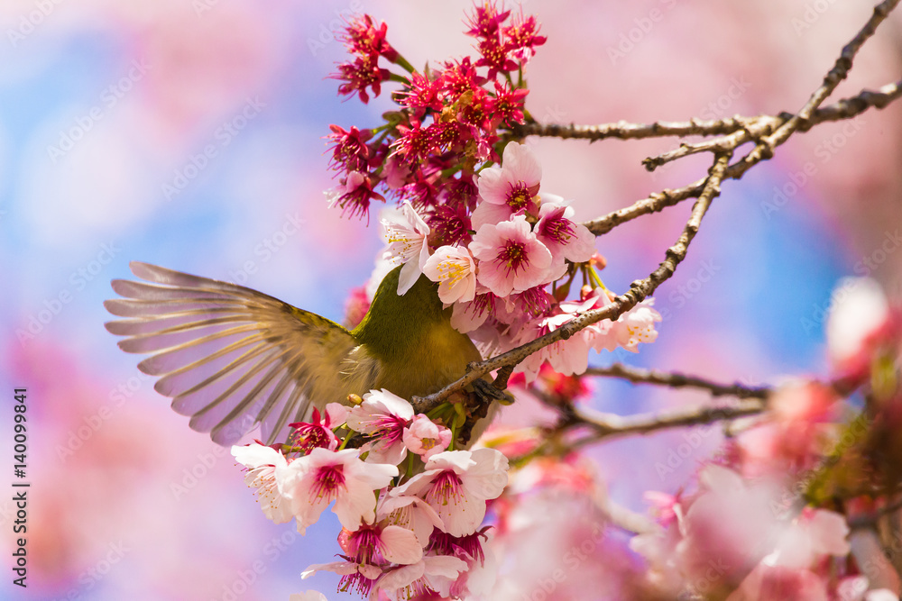 The Japanese White eye.The background is winter cherry blossoms. Located in Tokyo Prefecture Japan. The Japanese White eye.The background is winter cherry blossoms. Located in Tokyo Prefecture Japan.