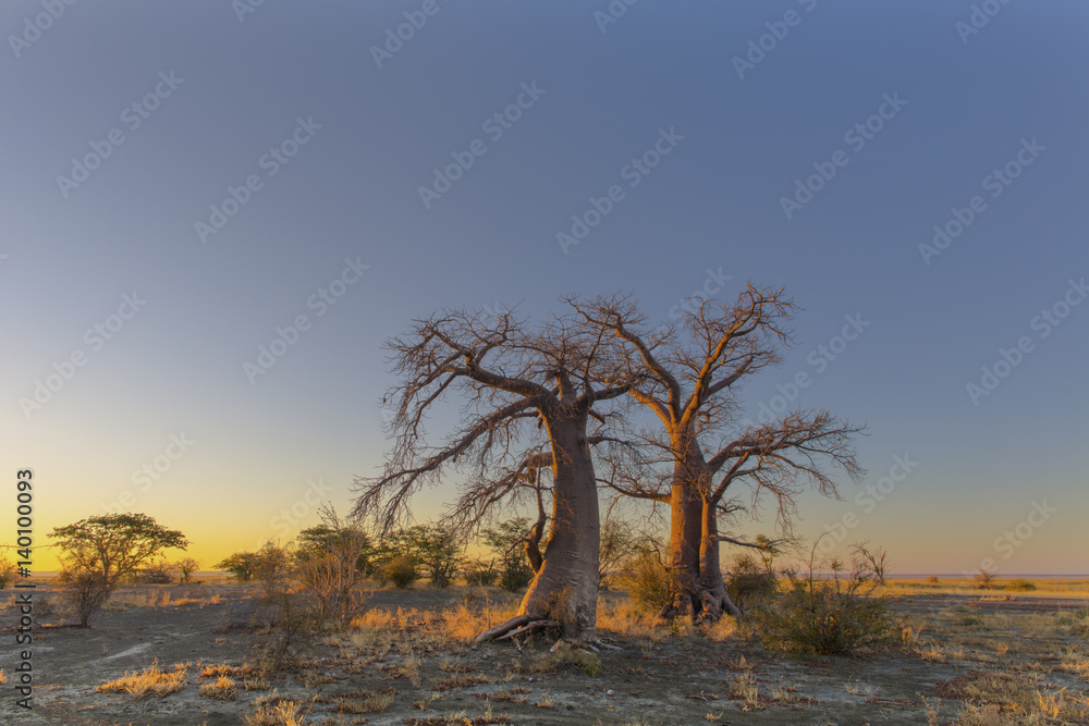 Baobab trees in yellow morning light