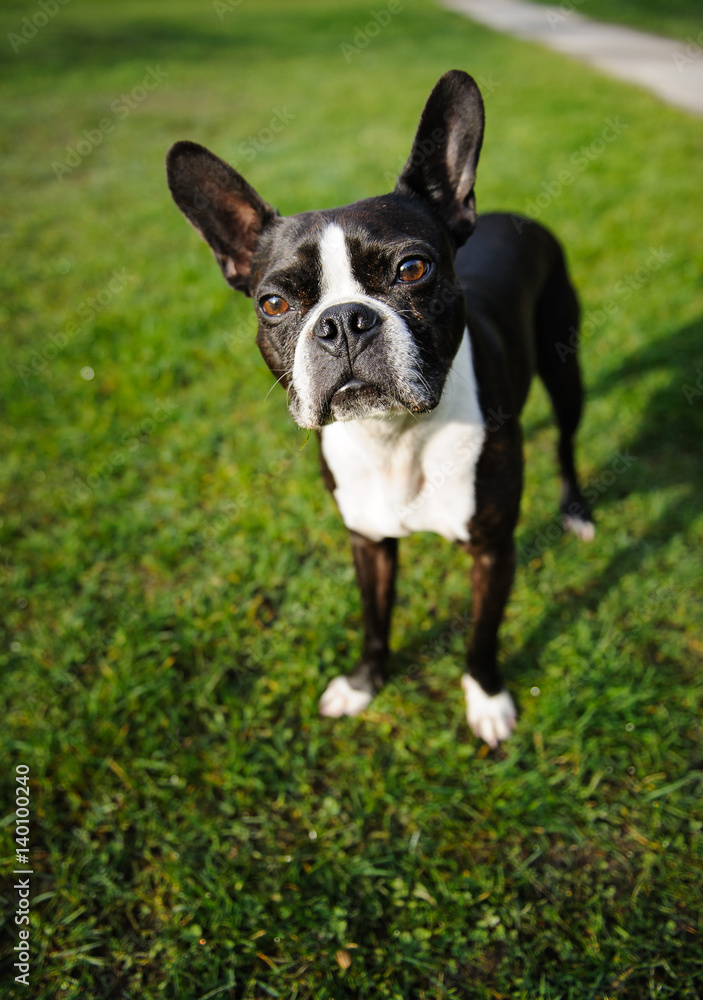 Boston Terrier dog standing on green grass looking up