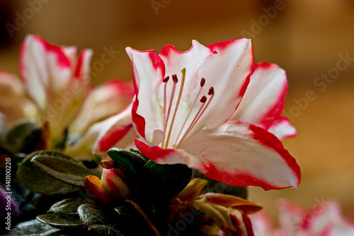 Blume