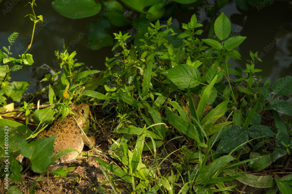 Obraz premium Frog in the grass