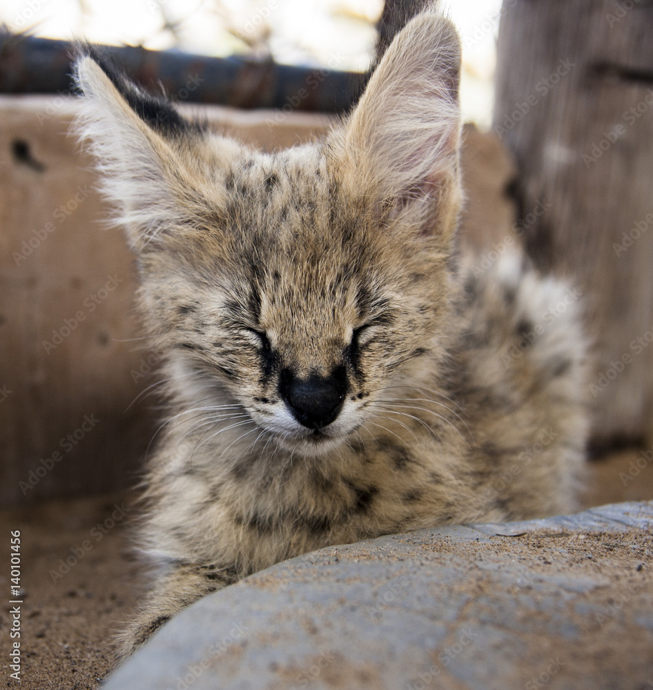 Serval cuteness Serval cuteness