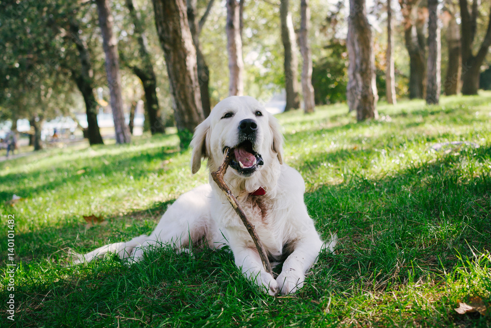Cute retriever labrador dog lying on the grass in park Cute retriever labrador dog lying on the grass in park