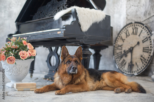 Beautiful and lovely German Shepherd dog. Studio photo shoot in the scenery