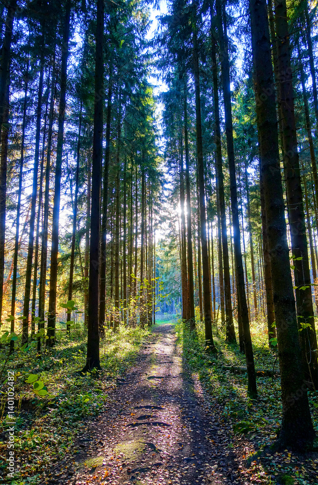 Fototapeta premium Footpath in the wood