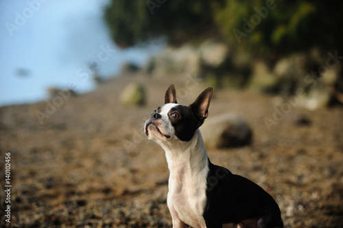 Boston Terrier dog sitting at rocky ocean beach