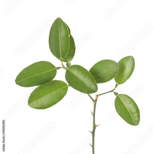 Green leaf of lemon tree on small branch. Studio shot isolated on white