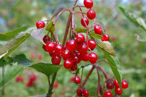 Closeup of highbush cranberries photo
