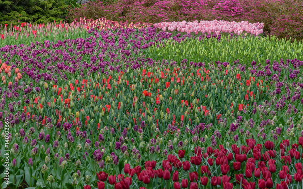 Numerous publicly accessible fields in bloom in dutch spring Keukenhof Gardens Numerous publicly accessible fields in bloom in dutch spring Keukenhof Gardens