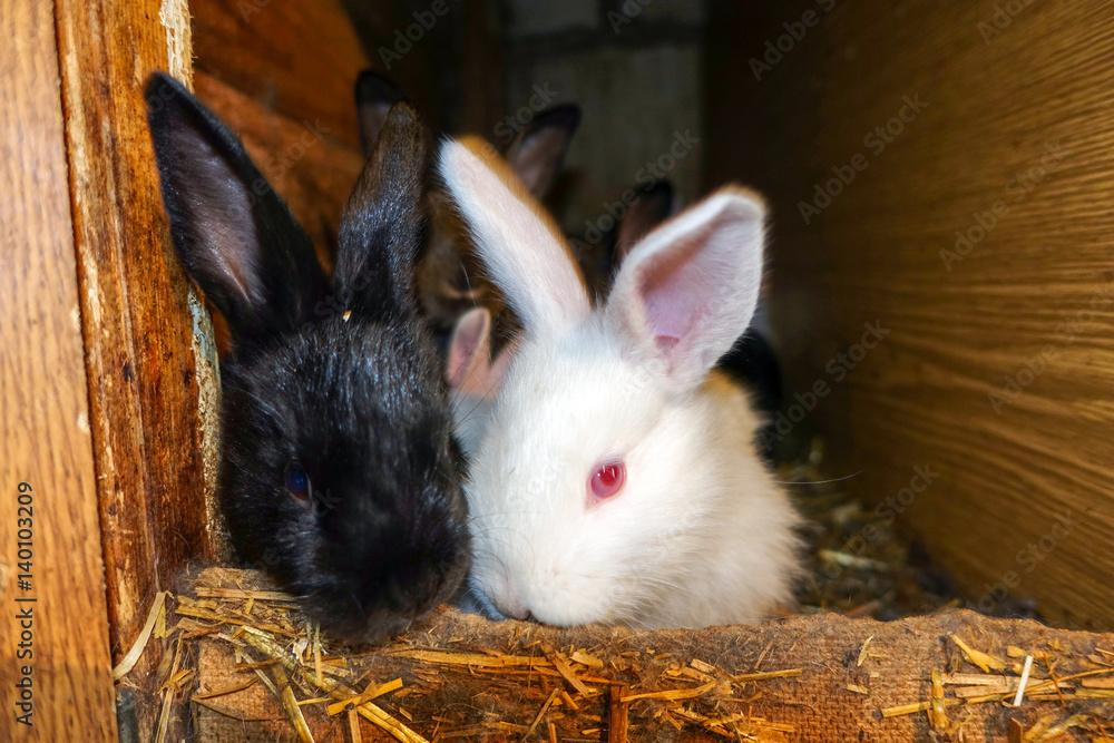 Obraz premium Rabbits