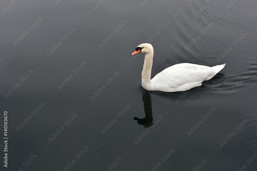 White swan in calm black water White swan in calm black water