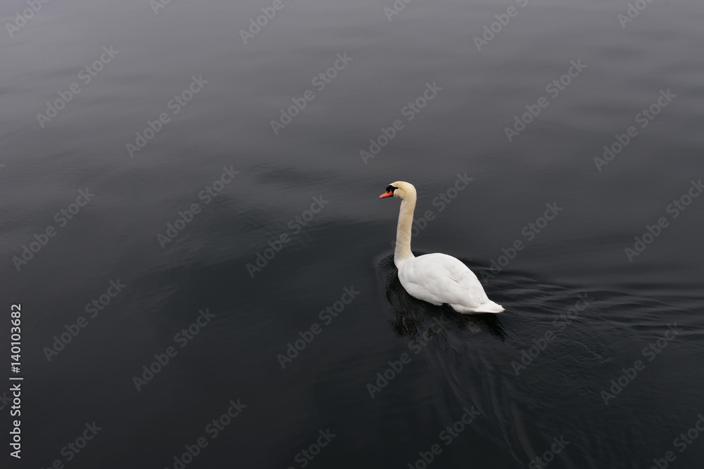 Naklejka premium White swan in calm black water