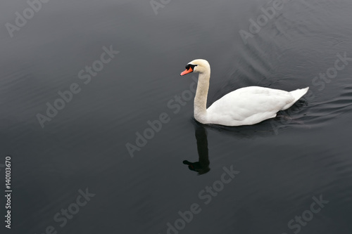 White swan in calm black water