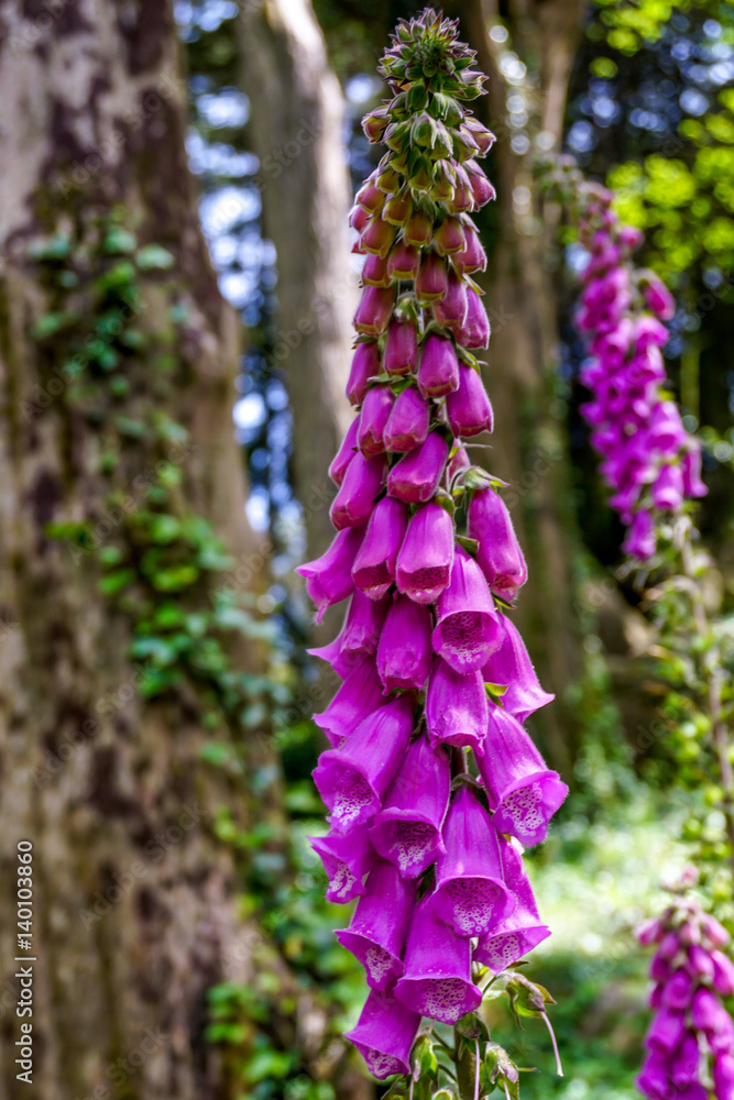 Obraz premium digitalis blooming