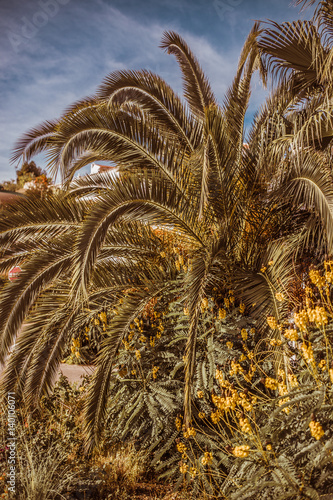 palms and life in paradise