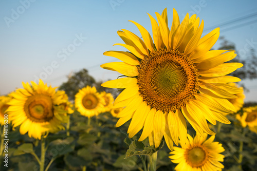 close up sunflower