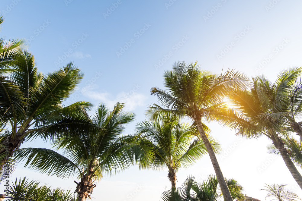 Palm Trees Against Blue Sky Palm Trees Against Blue Sky
