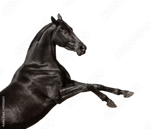 Black rearing horse isolated on a white background