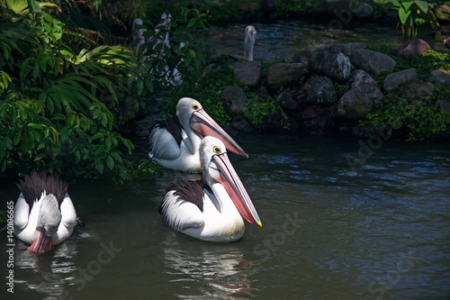 a group of pelicans swims in the pond, surrounded by grass photo