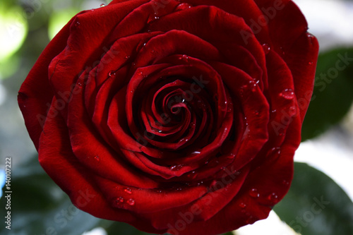 rose with dew