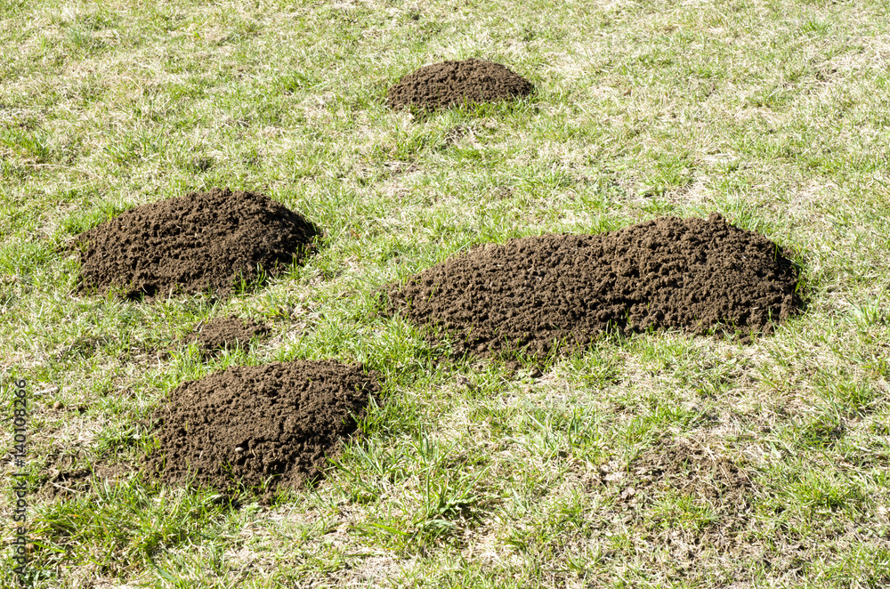 Molehill on green field in spring Molehill on green field in spring