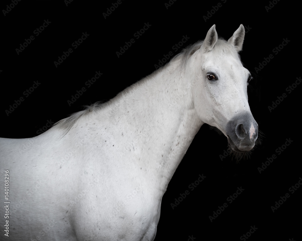 Grey arabian horse on a black background isolated