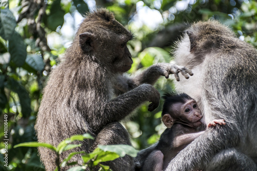 Bali Indonesia Ubud Monkey Forest Family