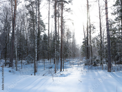 Winter Forest, Russia