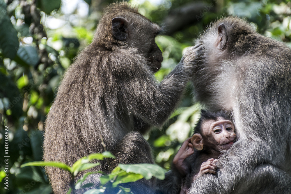 Bali Indonesia Ubud Monkey Forest Family Bali Indonesia Ubud Monkey Forest Family