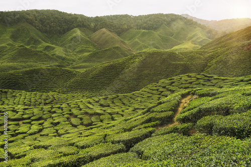 Tea plantation malaysia © Success Media