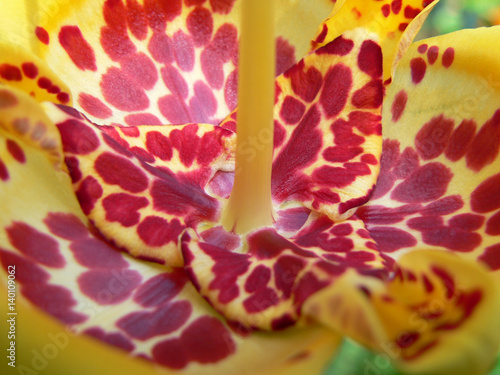 Tigridia pavonia, macro photo