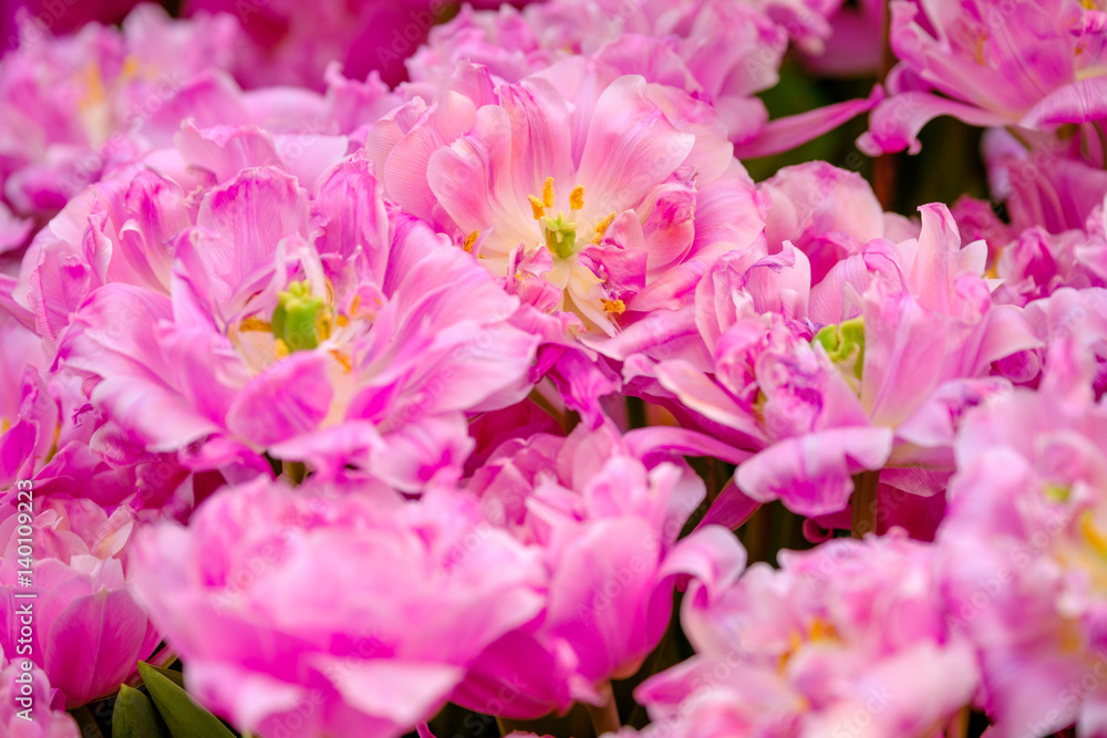Blossoming fresh tulips macro background Blossoming fresh tulips macro background