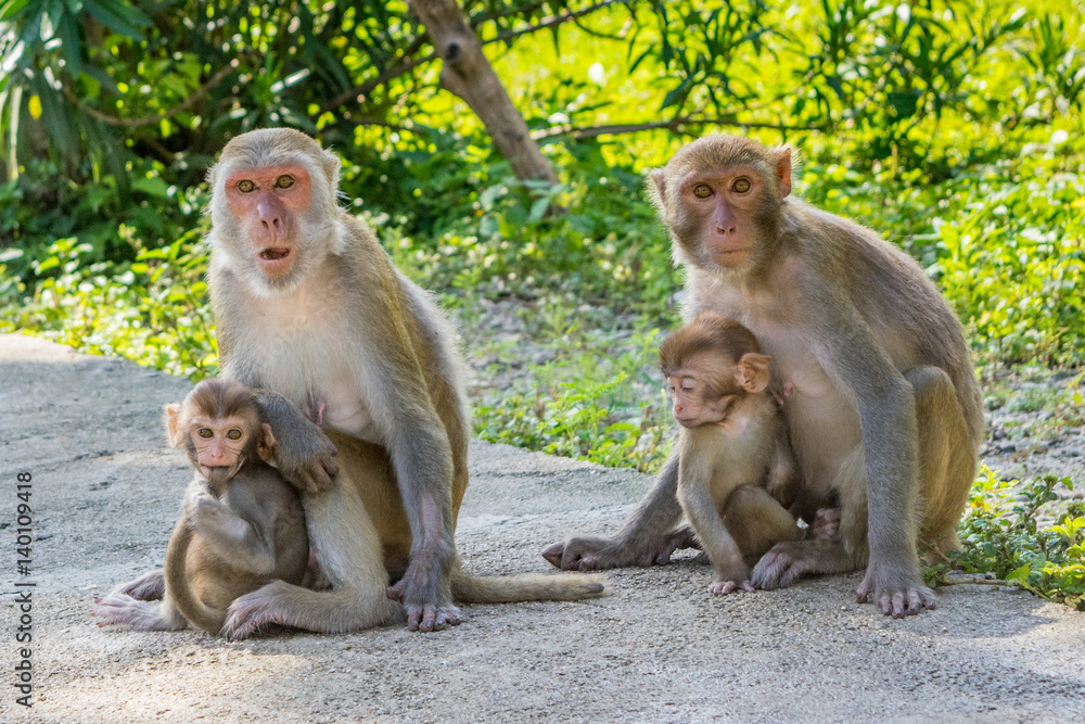 Monkey family sitting close together in a jungle on a trail - Vietnam Nha Trang bay