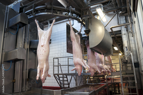 Pig slaughter plant photo