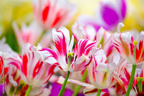 Blossoming fresh tulips macro background