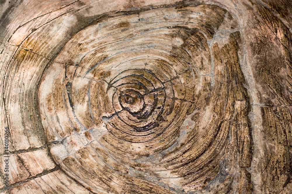 Fototapeta premium The texture of the tree