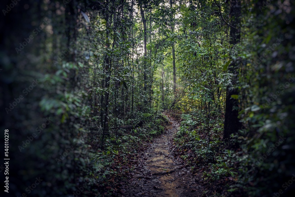 Obraz premium Path in the jungle. Sinharaja rainforest in Sri Lanka.