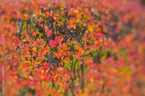 Red Autumn Trees Leaves © Curioso.Photography