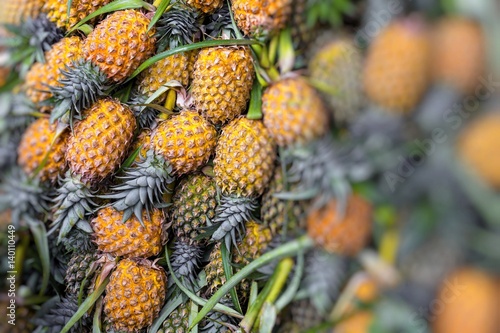 Fresh pineapple in local market  in Kandy  Sri Lanka. Background.