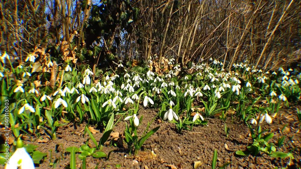 Snowdrops, rare and endangered plants of the south of Ukraine Stock ビデオ