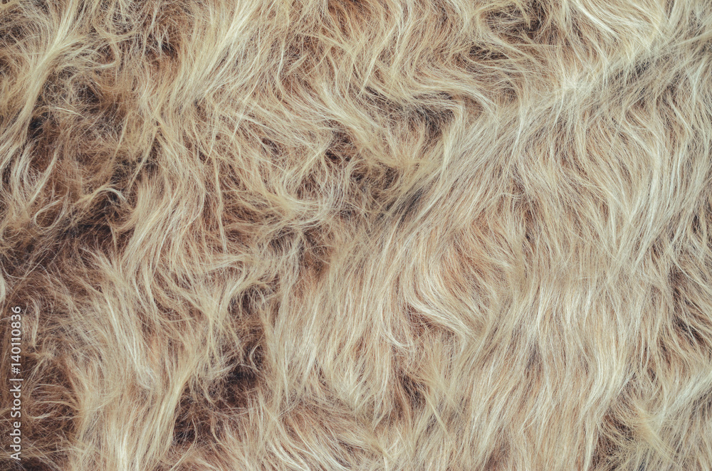 Fototapeta premium Long pile fur background. Texture of faux fur with long pile. Blank background