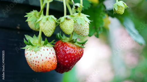 Harvest strawberries. Strawberry flavor and fragrance are popular, used widely in a variety of manufacturing, including beverages, foods, confections, perfumes and cosmetics