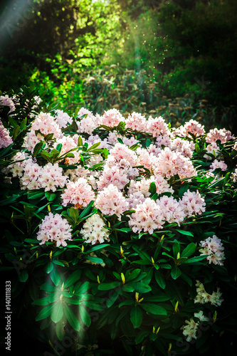 Green Parks with flowers and sun